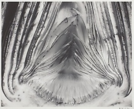 Artichoke Halved - Edward Weston